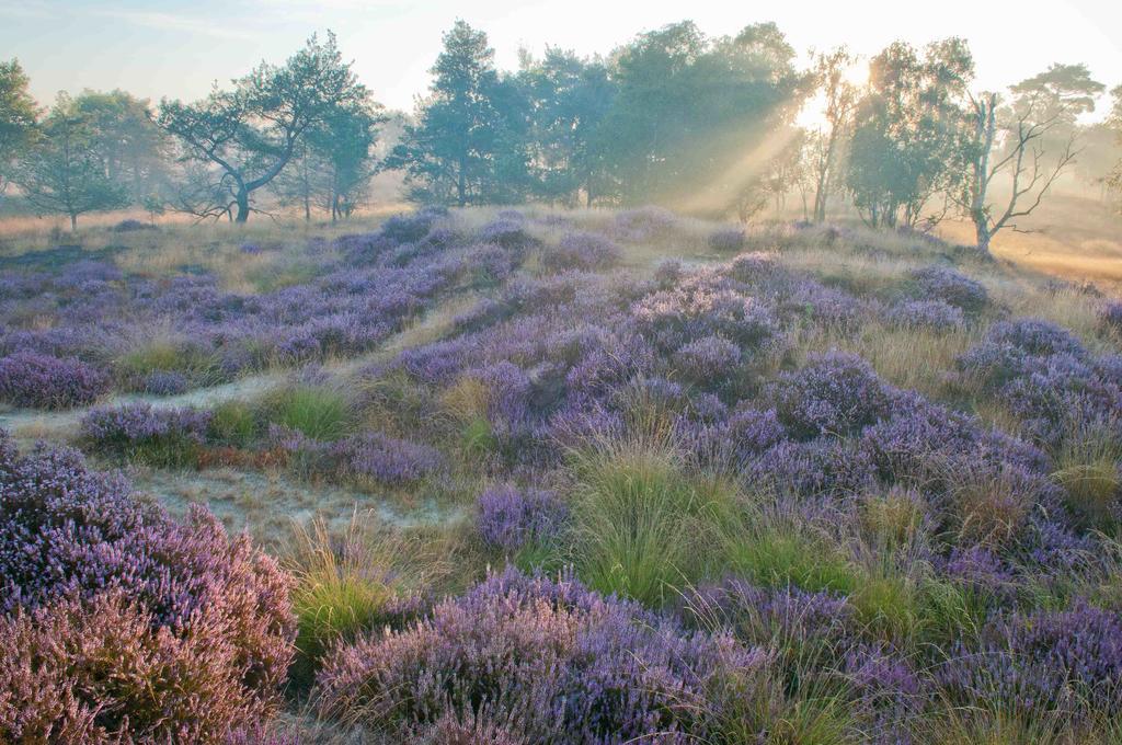 Landhuisjes Bij De Wouterbron Opglabbeek Eksteriør bilde